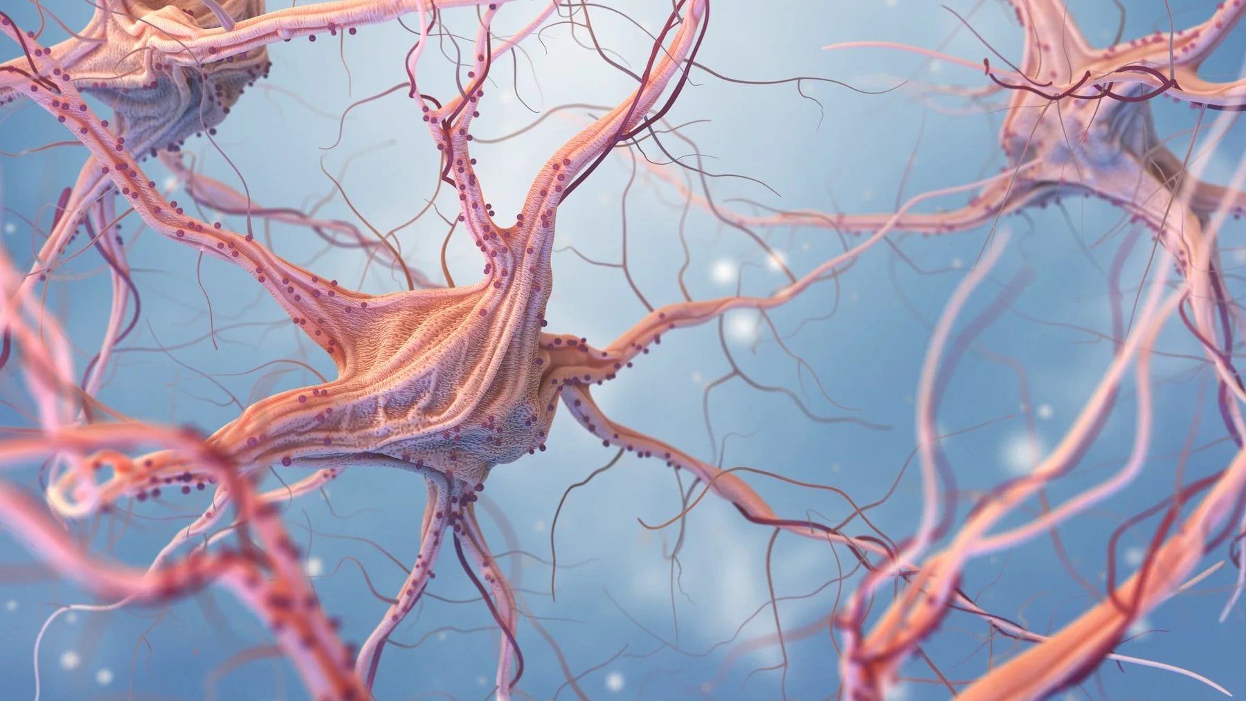 Ilustração de neurônios conectados em rede, representando um sistema regulador do corpo.